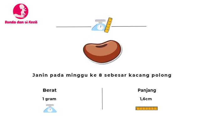 kehamilan minggu ke-8, kesehatan ibu hamil, perkembangan janin, tips ibu hamil, olahraga ibu hamil, nutrisi kehamilan, Bunda, si Kecil